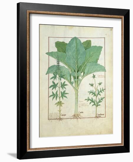 Cannabis-Robinet Testard-Framed Giclee Print