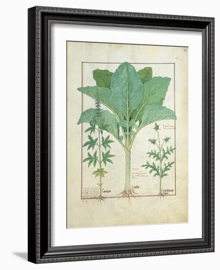 Cannabis-Robinet Testard-Framed Giclee Print