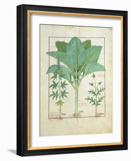 Cannabis-Robinet Testard-Framed Giclee Print
