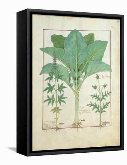 Cannabis-Robinet Testard-Framed Premier Image Canvas