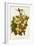 Cannon Hall Muscat Grape-A. Kreyder-Framed Giclee Print