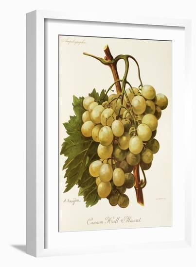 Cannon Hall Muscat Grape-A. Kreyder-Framed Giclee Print