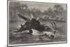 Canoe Destroyed by a Hippopotamus on the River Zambesi, South Africa-null-Mounted Giclee Print