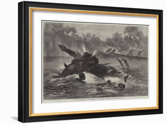 Canoe Destroyed by a Hippopotamus on the River Zambesi, South Africa-null-Framed Giclee Print