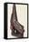 Canoe Prow Ornament (Nguzu Nguzu) from Ysabel, Solomon Islands, Late 19th Century-null-Framed Premier Image Canvas