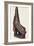 Canoe Prow Ornament (Nguzu Nguzu) from Ysabel, Solomon Islands, Late 19th Century-null-Framed Photographic Print