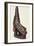 Canoe Prow Ornament (Nguzu Nguzu) from Ysabel, Solomon Islands, Late 19th Century-null-Framed Photographic Print