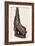 Canoe Prow Ornament (Nguzu Nguzu) from Ysabel, Solomon Islands, Late 19th Century-null-Framed Photographic Print