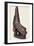 Canoe Prow Ornament (Nguzu Nguzu) from Ysabel, Solomon Islands, Late 19th Century-null-Framed Photographic Print