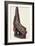 Canoe Prow Ornament (Nguzu Nguzu) from Ysabel, Solomon Islands, Late 19th Century-null-Framed Photographic Print