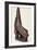 Canoe Prow Ornament (Nguzu Nguzu) from Ysabel, Solomon Islands, Late 19th Century-null-Framed Photographic Print