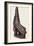 Canoe Prow Ornament (Nguzu Nguzu) from Ysabel, Solomon Islands, Late 19th Century-null-Framed Photographic Print