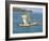 Canoe with Sail, River Gambia, the Gambia, West Africa, Africa-J Lightfoot-Framed Photographic Print