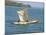 Canoe with Sail, River Gambia, the Gambia, West Africa, Africa-J Lightfoot-Mounted Photographic Print