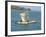 Canoe with Sail, River Gambia, the Gambia, West Africa, Africa-J Lightfoot-Framed Photographic Print