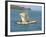 Canoe with Sail, River Gambia, the Gambia, West Africa, Africa-J Lightfoot-Framed Photographic Print