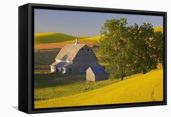 Canola and Barn, Palouse, Washington, USA-Charles Gurche-Framed Premier Image Canvas