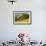 Canola and Barn, Palouse, Washington, USA-Charles Gurche-Framed Photographic Print displayed on a wall