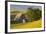 Canola and Barn, Palouse, Washington, USA-Charles Gurche-Framed Photographic Print