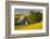 Canola and Barn, Palouse, Washington, USA-Charles Gurche-Framed Photographic Print