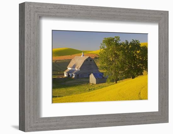 Canola and Barn, Palouse, Washington, USA-Charles Gurche-Framed Photographic Print