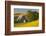 Canola and Barn, Palouse, Washington, USA-Charles Gurche-Framed Photographic Print