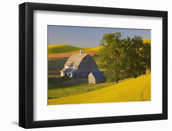 Canola and Barn, Palouse, Washington, USA-Charles Gurche-Framed Photographic Print