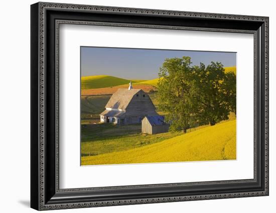 Canola and Barn, Palouse, Washington, USA-Charles Gurche-Framed Photographic Print