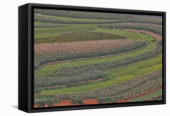 Canola and Corn Crop,Kunming Dongchuan Red Land, China-Darrell Gulin-Framed Premier Image Canvas