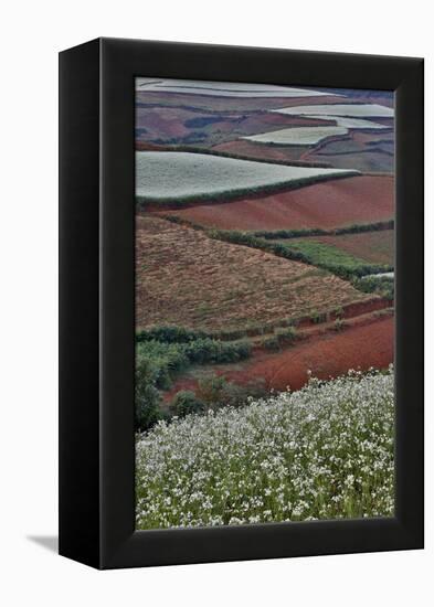 Canola and Corn Crop,Kunming Dongchuan Red Land, China-Darrell Gulin-Framed Premier Image Canvas