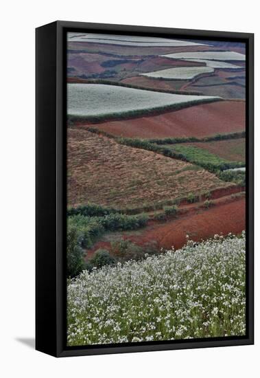 Canola and Corn Crop,Kunming Dongchuan Red Land, China-Darrell Gulin-Framed Premier Image Canvas