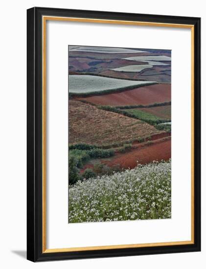 Canola and Corn Crop,Kunming Dongchuan Red Land, China-Darrell Gulin-Framed Photographic Print