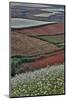 Canola and Corn Crop,Kunming Dongchuan Red Land, China-Darrell Gulin-Mounted Photographic Print
