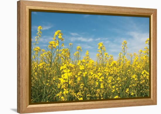 Canola Blossoms-Erin Berzel-Framed Premier Image Canvas