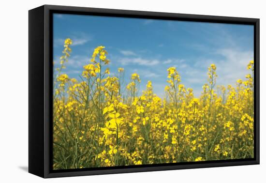 Canola Blossoms-Erin Berzel-Framed Premier Image Canvas