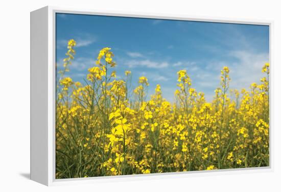 Canola Blossoms-Erin Berzel-Framed Premier Image Canvas