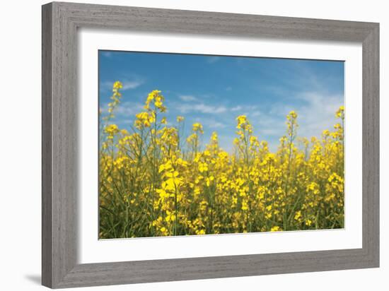Canola Blossoms-Erin Berzel-Framed Photographic Print