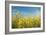 Canola Blossoms-Erin Berzel-Framed Photographic Print