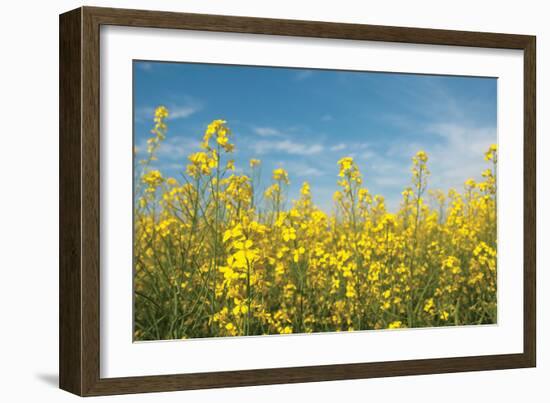 Canola Blossoms-Erin Berzel-Framed Photographic Print