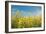 Canola Blossoms-Erin Berzel-Framed Photographic Print