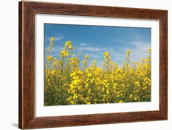 Canola Blossoms-Erin Berzel-Framed Photographic Print