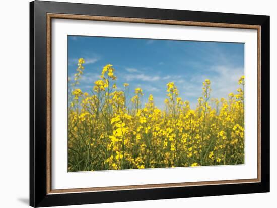 Canola Blossoms-Erin Berzel-Framed Photographic Print