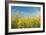 Canola Blossoms-Erin Berzel-Framed Photographic Print