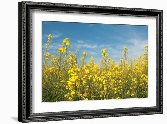 Canola Blossoms-Erin Berzel-Framed Photographic Print