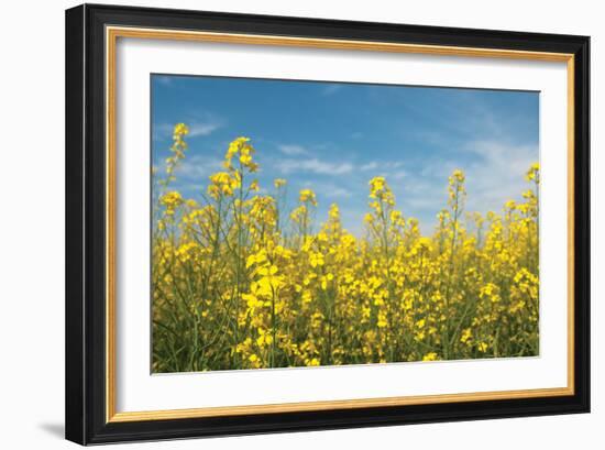 Canola Blossoms-Erin Berzel-Framed Photographic Print