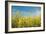 Canola Blossoms-Erin Berzel-Framed Photographic Print