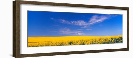 Canola Field in Bloom, Washington, USA-Terry Eggers-Framed Photographic Print