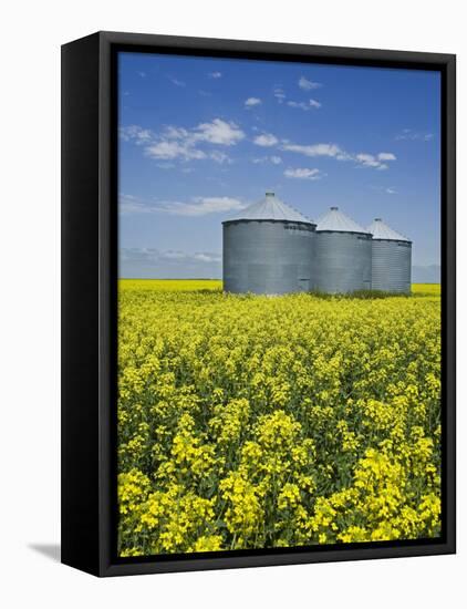 Canola Field in Saint Agathe, Winnipeg Region, Manitoba, Canada, North America-Richard Cummins-Framed Premier Image Canvas