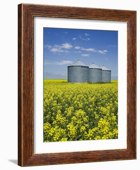 Canola Field in Saint Agathe, Winnipeg Region, Manitoba, Canada, North America-Richard Cummins-Framed Photographic Print