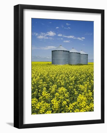 Canola Field in Saint Agathe, Winnipeg Region, Manitoba, Canada, North America-Richard Cummins-Framed Photographic Print